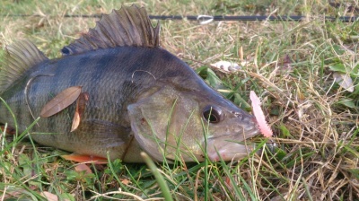 От рибки на райета до такива с едри люспи